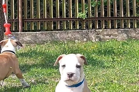American Staffordshire Terrier, Podlaskie, Sokoły