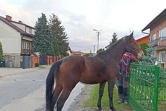 Sprzedam klacz 2,5 roku, Łódzkie, Sieradz