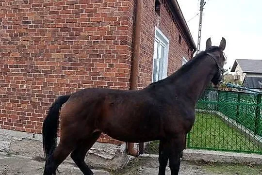 Sprzedam klacz 2,5 roku, Łódzkie, Sieradz
