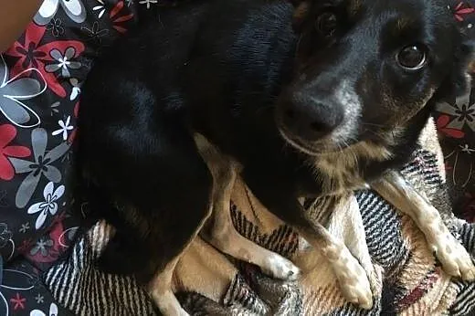 Pokochaj śliczną, roczną sunię Kamę!,  wielkopolsk