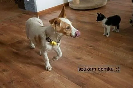 Wspaniała CHMURKA szuka domku :),  łódzkie Łódź