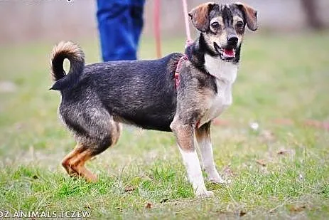 OTOZ Animals - Wika - mała wesoła suczka o wielkim