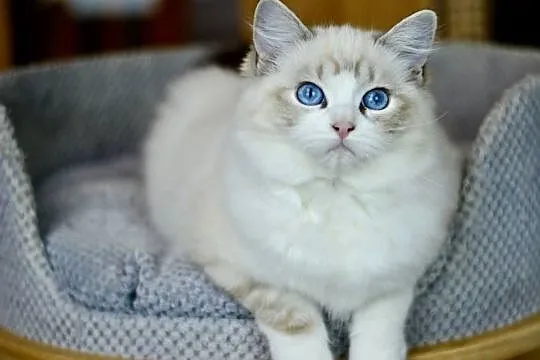 Kotka rasy RAGDOLL