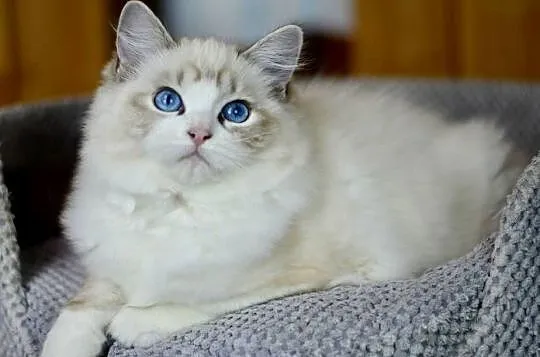 Kotka rasy RAGDOLL, Pomorskie, Starogard Gdański