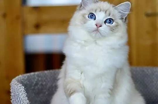 Kotka rasy RAGDOLL, Pomorskie, Starogard Gdański