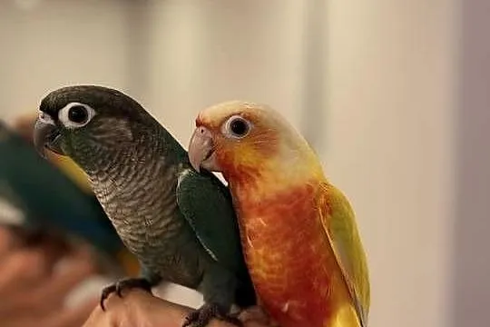 Rudosterki zielonolice młode ręcznie karmione oswojone