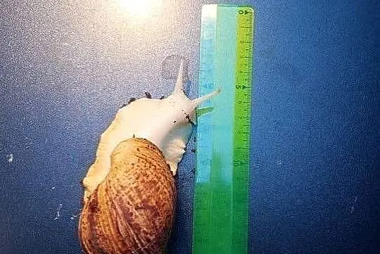 Ślimak Afrykański albinos, Mazowieckie, Marki