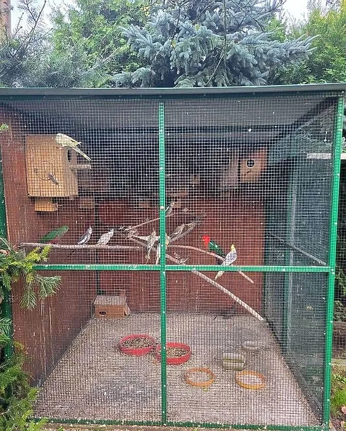 Papuga nimfa, Śląskie, Dąbrowa Górnicza