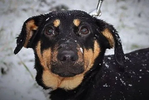 Sami - malutka suczka czeka na nowy dom :),  warmi