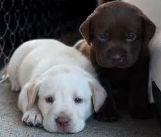 szczenięta labradorów do adopcji e-mail: {{{tamarabraine@gmail.com}},, , Lublin