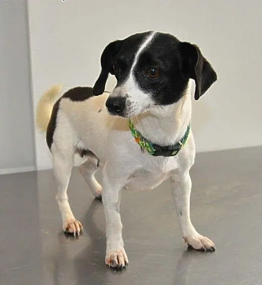 NELA - piękna, 5 kg mikro sunia do adopcji, mazow