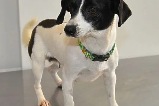 NELA - piękna, 5 kg mikro sunia do adopcji,  mazow