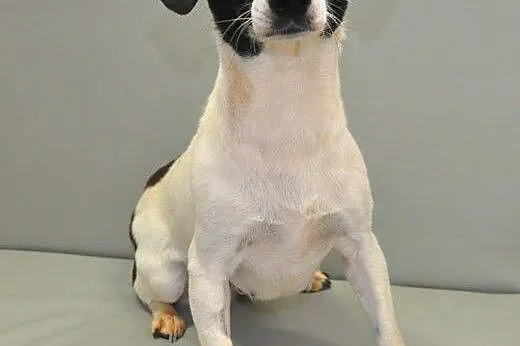 NELA - piękna, 5 kg mikro sunia do adopcji,  mazow