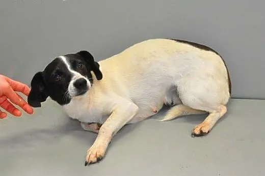 NELA - piękna, 5 kg mikro sunia do adopcji,  mazow