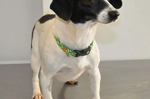 NELA - piękna, 5 kg mikro sunia do adopcji,  mazow