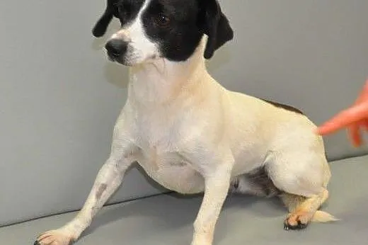 NELA - piękna, 5 kg mikro sunia do adopcji,  mazow