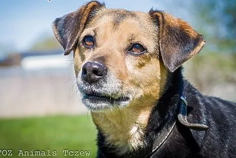 OTOZ Animals - Losia - zdradzona przez pana nie chce być już bezdomna!,  pomorskie Tczew
