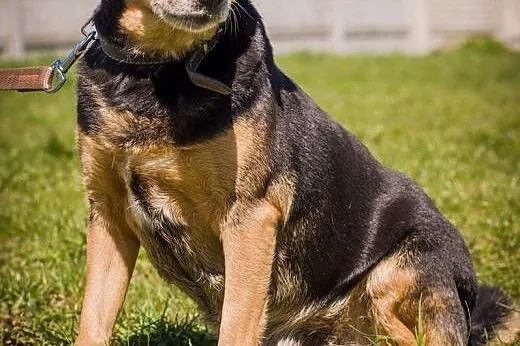 OTOZ Animals - Losia - zdradzona przez pana nie ch