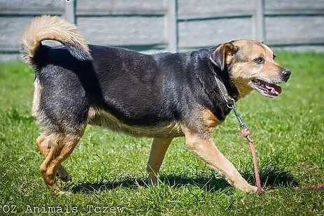 OTOZ Animals - Losia - zdradzona przez pana nie ch