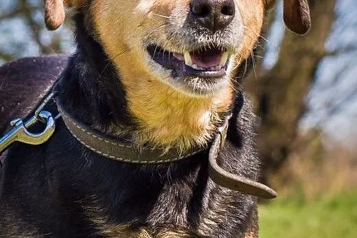 OTOZ Animals - Losia - zdradzona przez pana nie ch