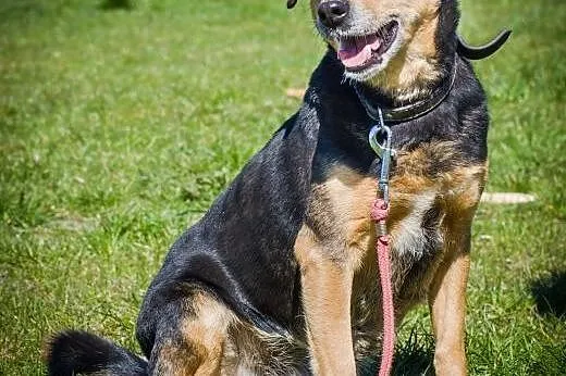 OTOZ Animals - Losia - zdradzona przez pana nie ch