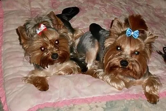 Reproduktory Yorkshire Terrier (czarno-złoty i sta
