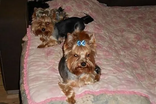 Reproduktory Yorkshire Terrier (czarno-złoty i sta