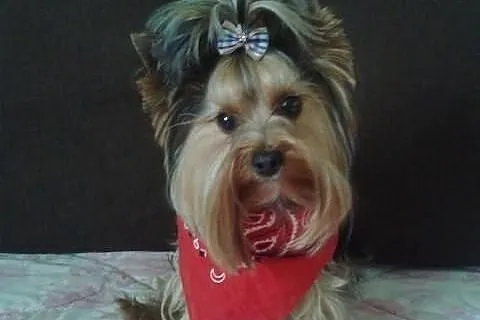 Reproduktory Yorkshire Terrier (czarno-złoty i sta