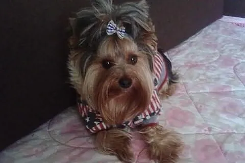Reproduktory Yorkshire Terrier (czarno-złoty i sta