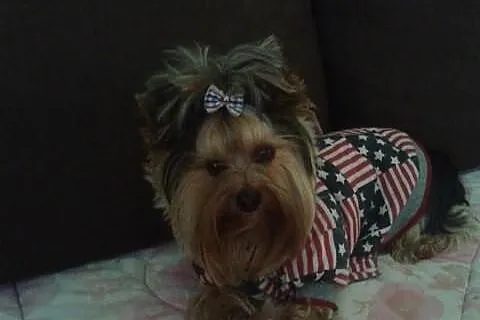 Reproduktory Yorkshire Terrier (czarno-złoty i sta