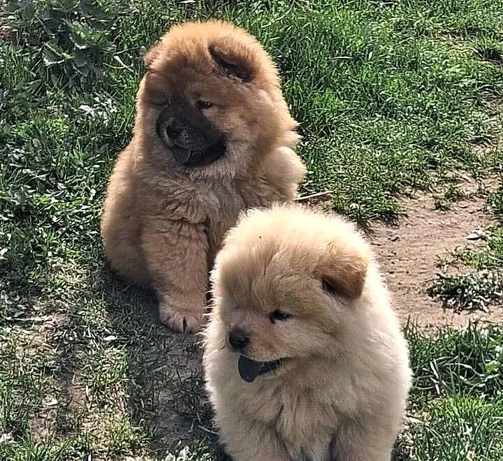 Chow chow szczeniaki z rodowodem, Warmińsko-mazurskie, Nowe Miasto Lubawskie