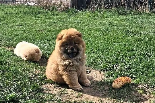 Chow chow szczeniaki z rodowodem, Warmińsko-mazurskie, Nowe Miasto Lubawskie