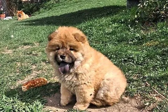 Chow chow szczeniaki z rodowodem, Warmińsko-mazurskie, Nowe Miasto Lubawskie
