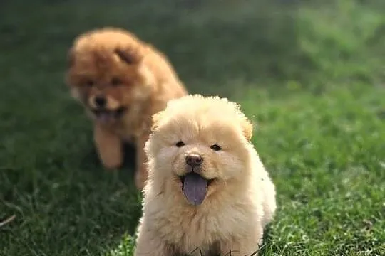 Chow chow szczeniaki z rodowodem, Warmińsko-mazurskie, Nowe Miasto Lubawskie