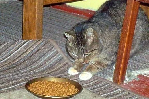 Do adopcji Feluś!!!,  łódzkie Łódź
