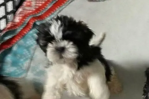 Shih tzu szczeniaczki