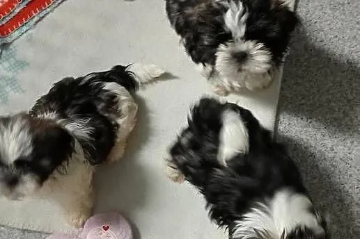 Shih tzu szczeniaczki, Wielkopolskie, Gruszczyn
