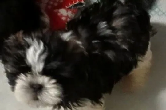 Shih tzu szczeniaczki, Wielkopolskie, Gruszczyn