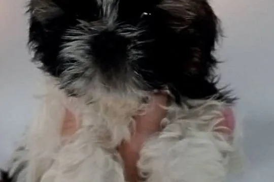 Shih tzu szczeniaczki, Wielkopolskie, Gruszczyn