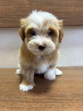 Hawańczyk Bichon Piękne zarejestrowane szczenięta na sprzedaż, Mazowieckie, Warszawa
