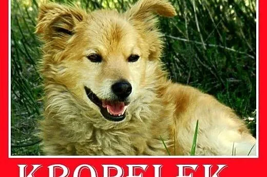 Oaza spokoju,łagodny,tulaśny 11kg piesek KROPEL.Adopcja,  małopolskie Kraków