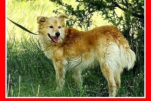 Oaza spokoju,łagodny,tulaśny 11kg piesek KROPEL.Ad