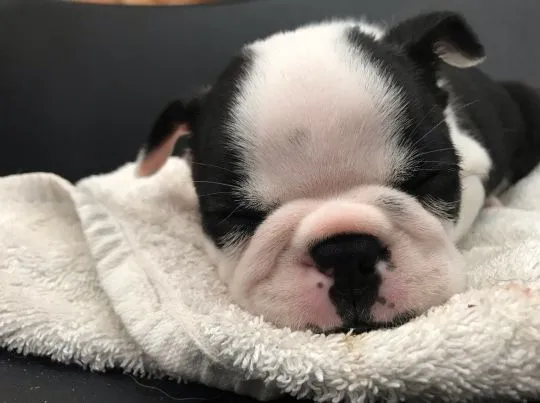 Szczeniaki Boston Terrier Whatsapp +37065391730 Szczeniaki Boston Terrier, , london