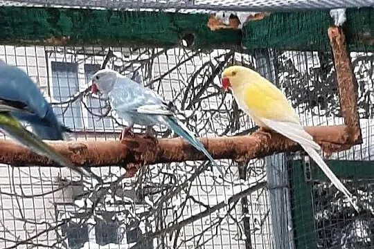 Aleksandretty obrożne różne mutacje, Małopolskie, Skała