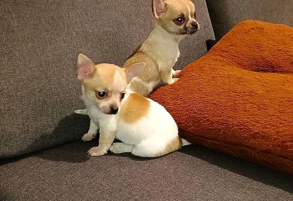 Chihuahua piesek, Wielkopolskie, Września