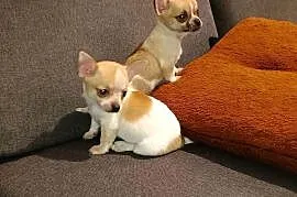 Chihuahua piesek