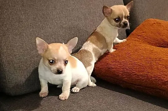 Chihuahua piesek, Wielkopolskie, Września