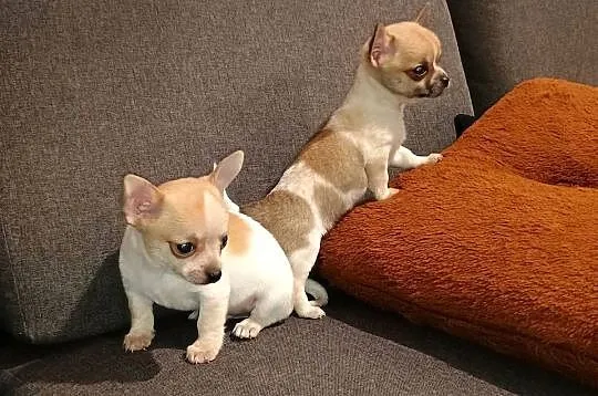 Chihuahua piesek, Wielkopolskie, Września