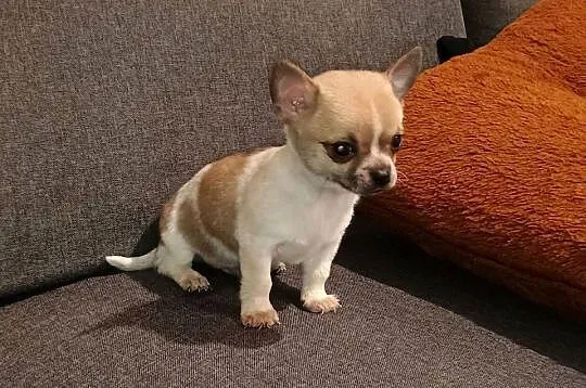 Chihuahua piesek, Wielkopolskie, Września