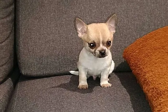 Chihuahua piesek, Wielkopolskie, Września